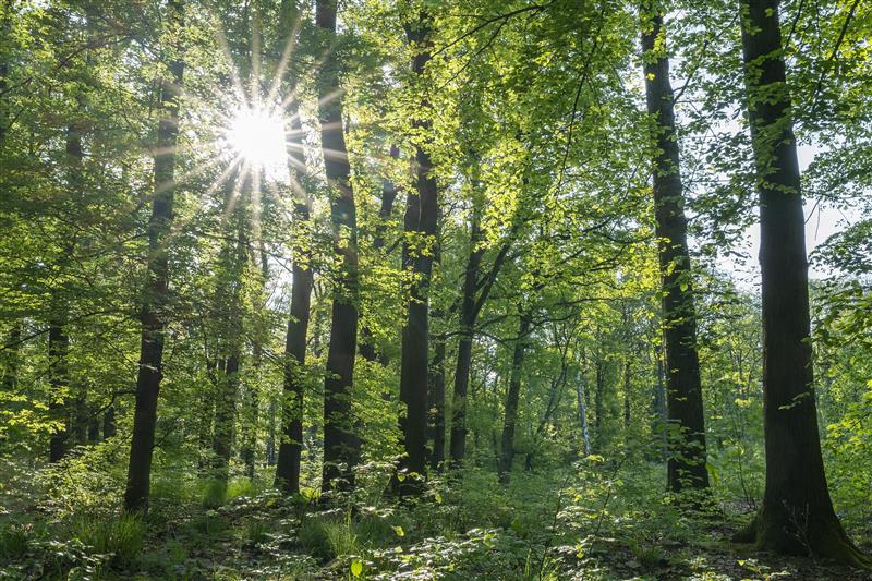 Combating heat and drought with marshlands and forests thumbnail