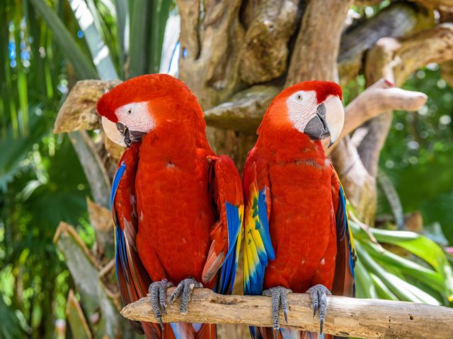 Papageien in Mexiko 