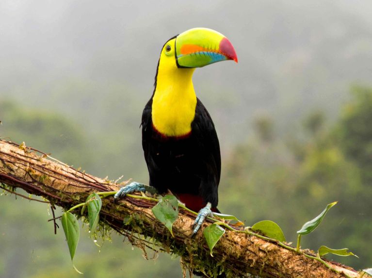 Kolorowa różnorodność gatunkowa: tukan tęczodzioby w lesie deszczowym Kostaryki