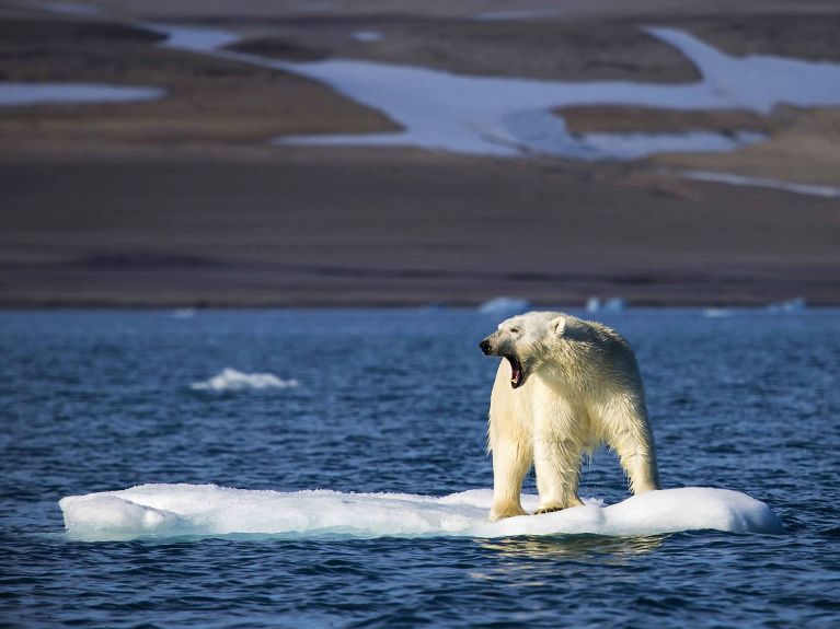 Urso polar em um bloco de gelo em Spitsbergen