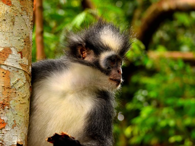 Томас Лангур (Лесная обезьяна Томаса) в национальном парке Гунунг-Леусер в Индонезии – здесь тоже помогает LLF.
