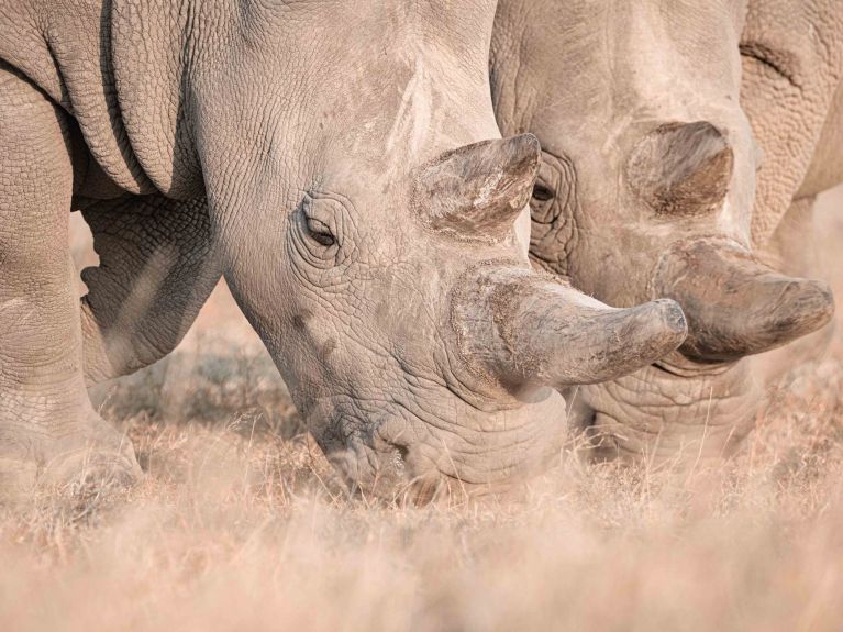 法图和纳金生活在肯尼亚奥尔佩杰塔保护区。它们是仅存的两头北部白犀牛。