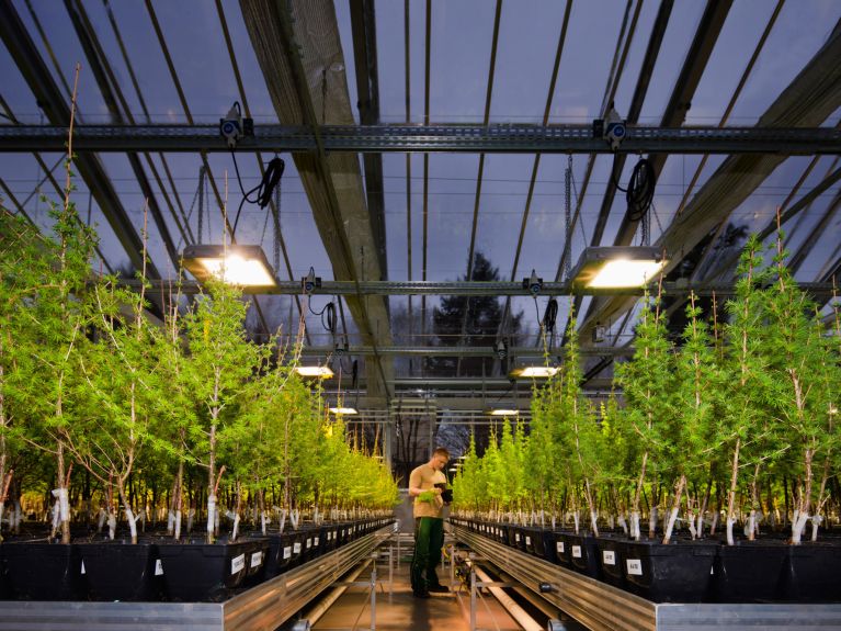 La sylviculture aujourd’hui : Sachsenforst cultive des arbres adaptés au changement climatique