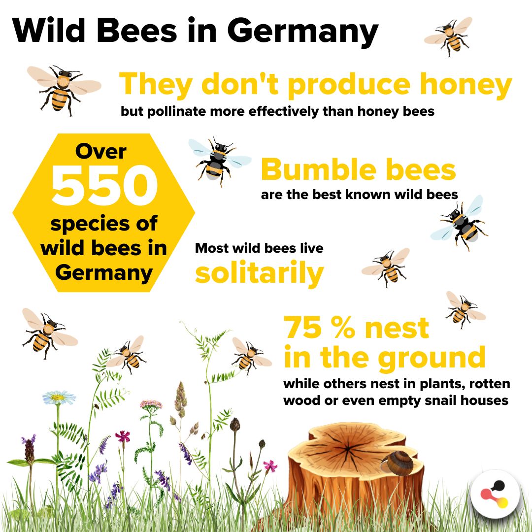 Over 550 species of wild bees in Germany
