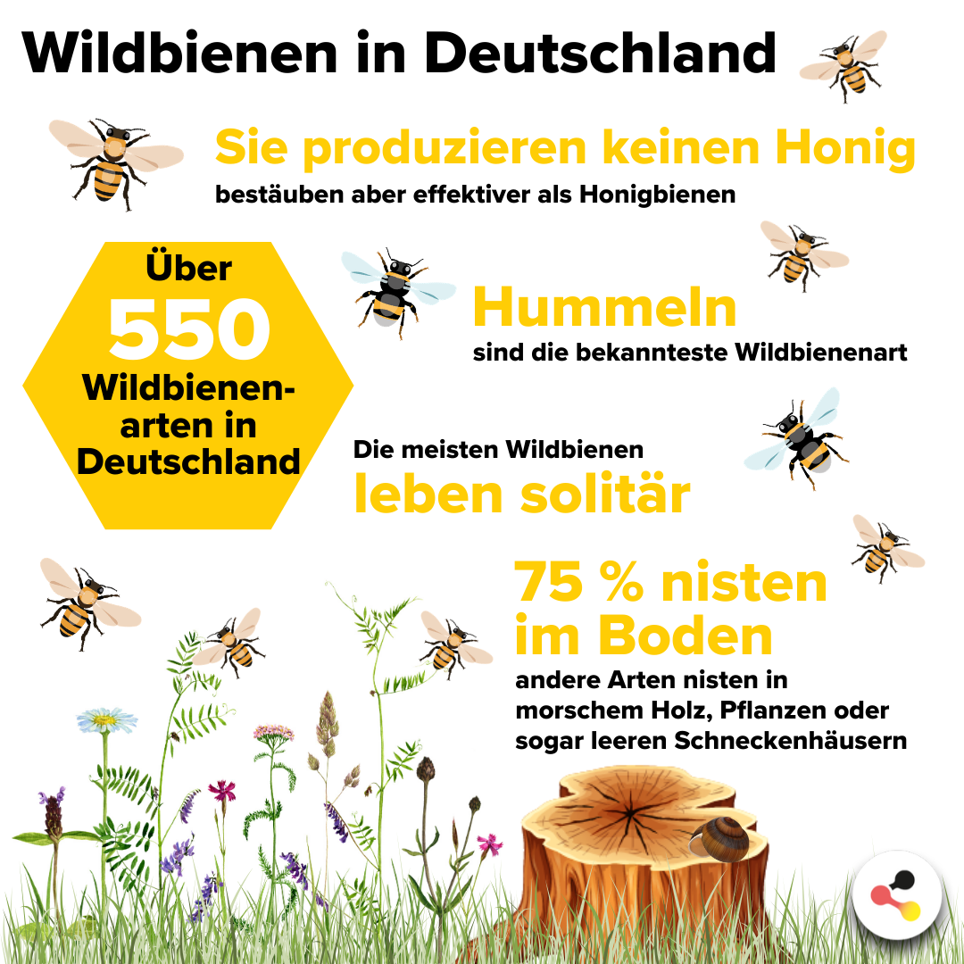 Über 550 Wildbienenarten in Deutschland