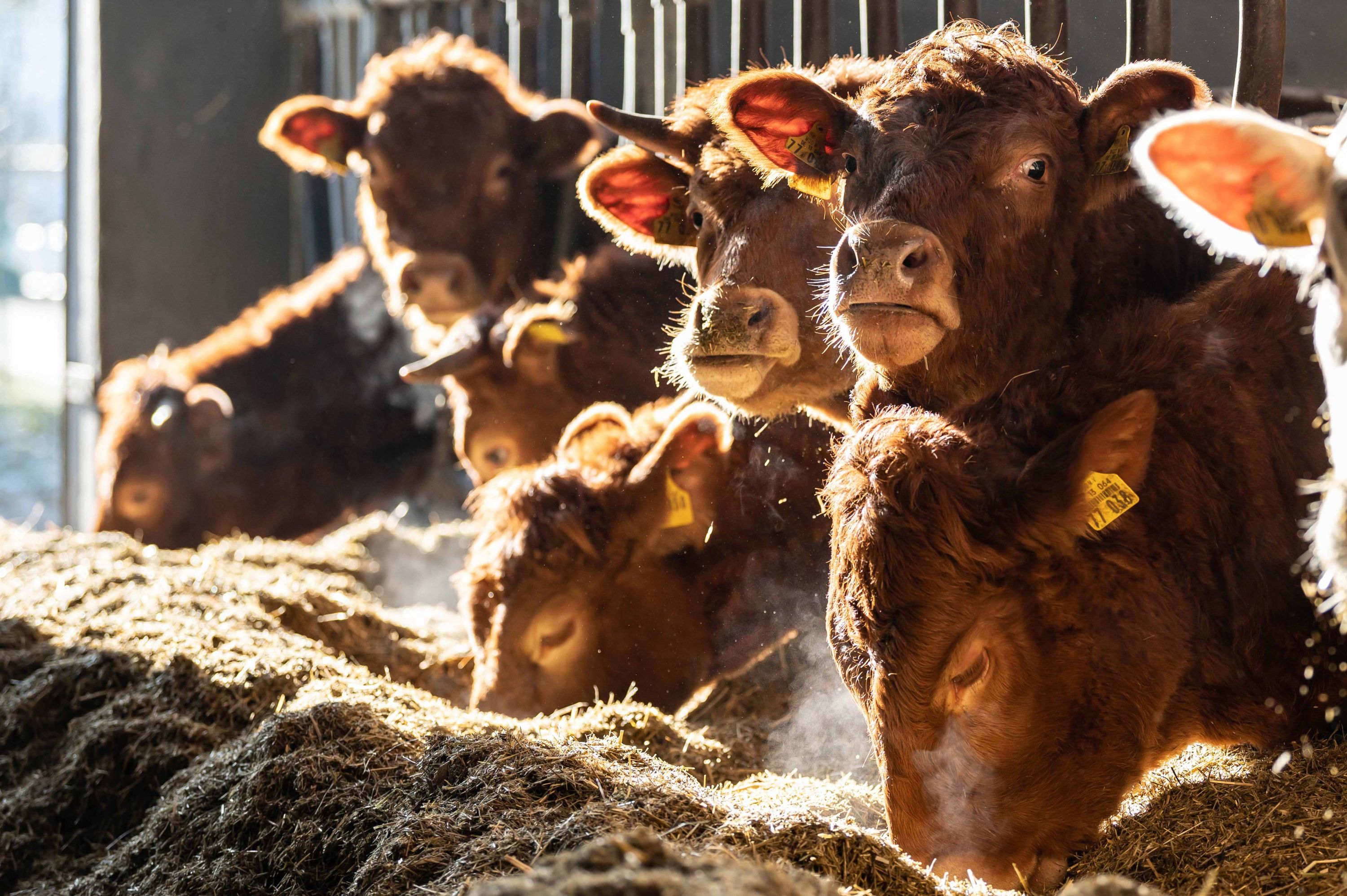 Consumption of meat fell sharply in 2022 Consumption of meat fell sharply in 2022