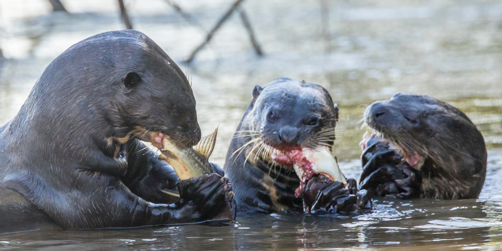 Deutschland und Brasilien Instituto Araguaia Frankfurt