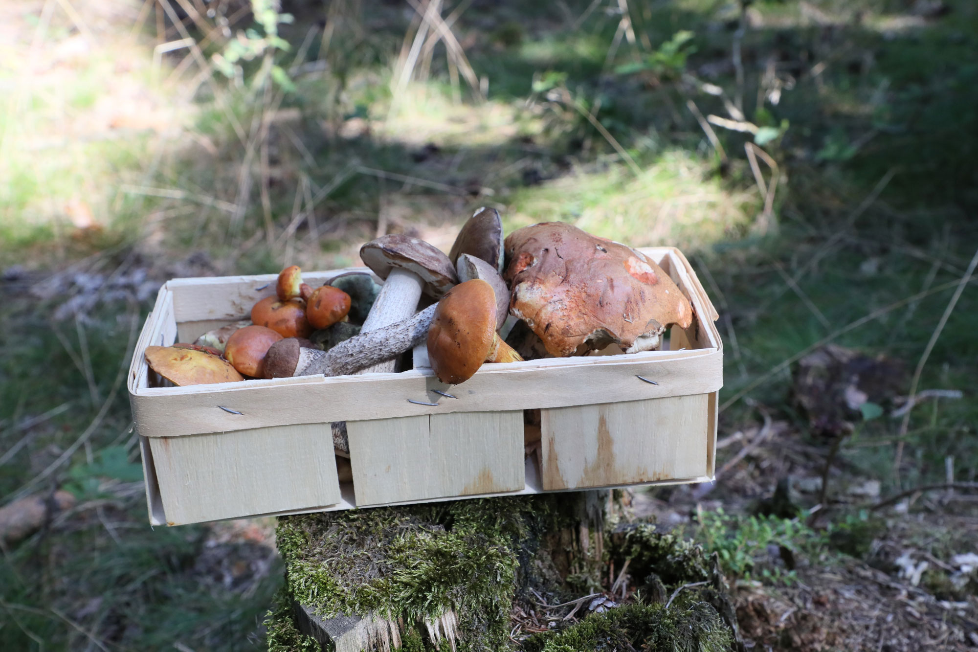 Mushroom Season in Germany