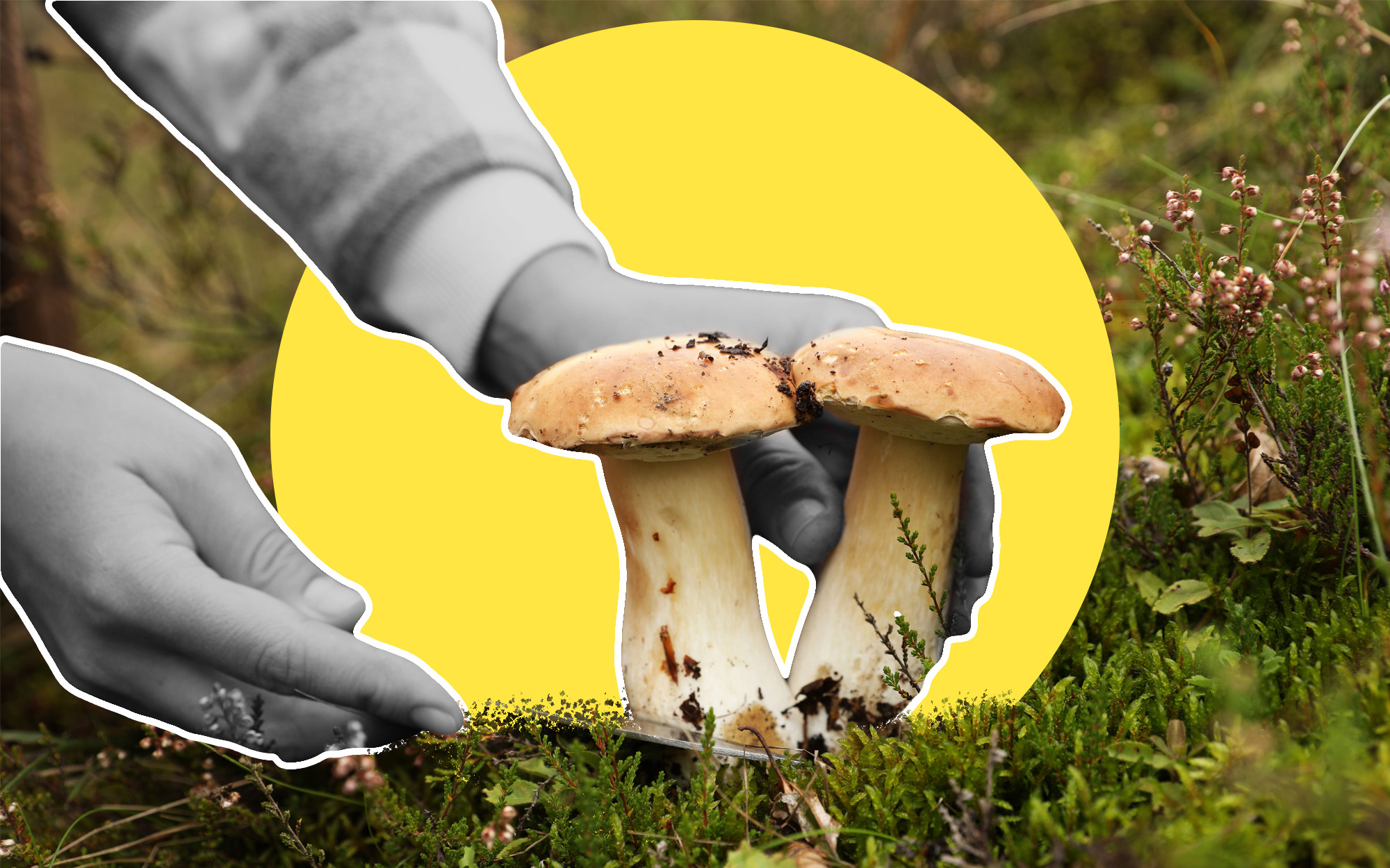 Zbieracze w grzybowym raju