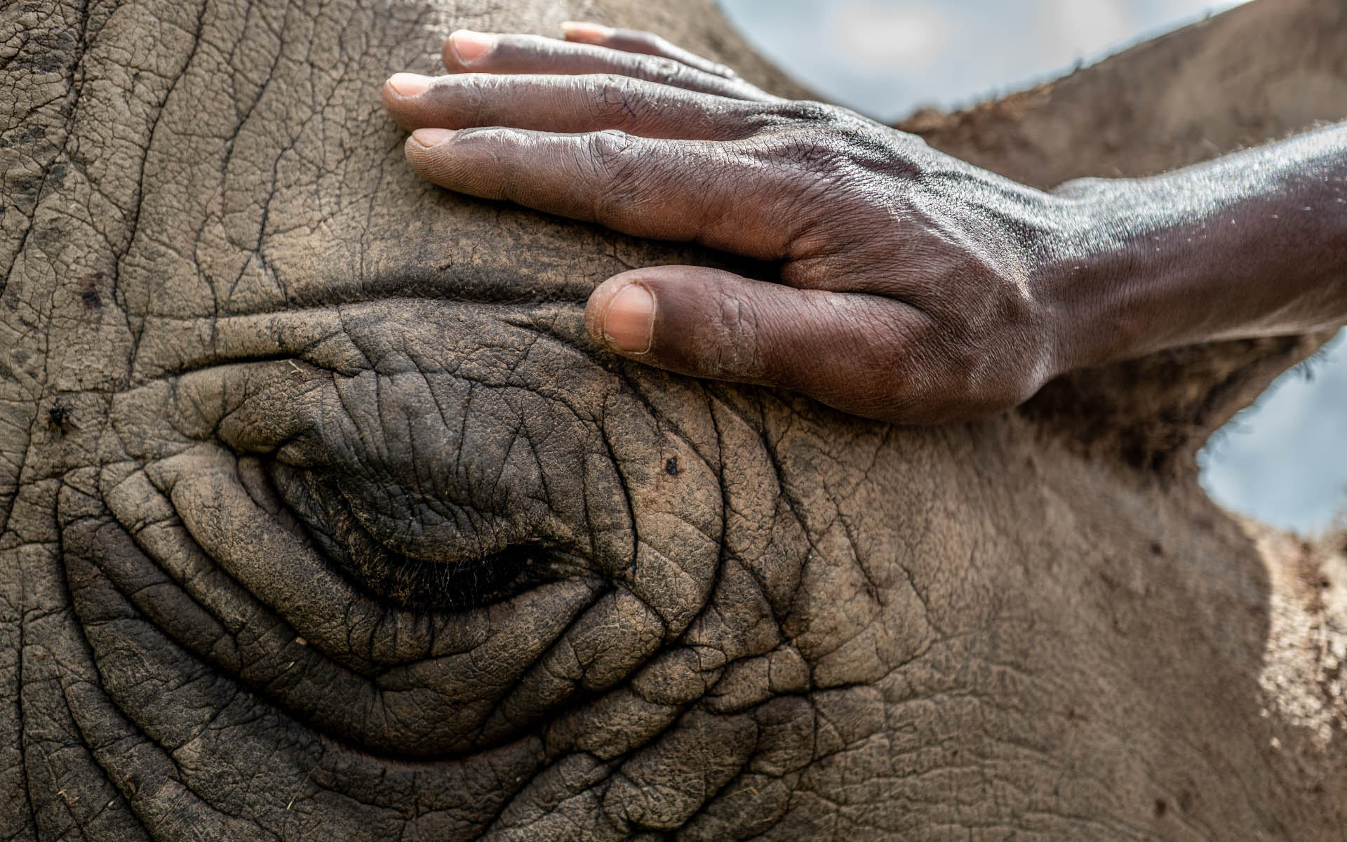 拯救白犀牛| 德国和BioRescue 项目