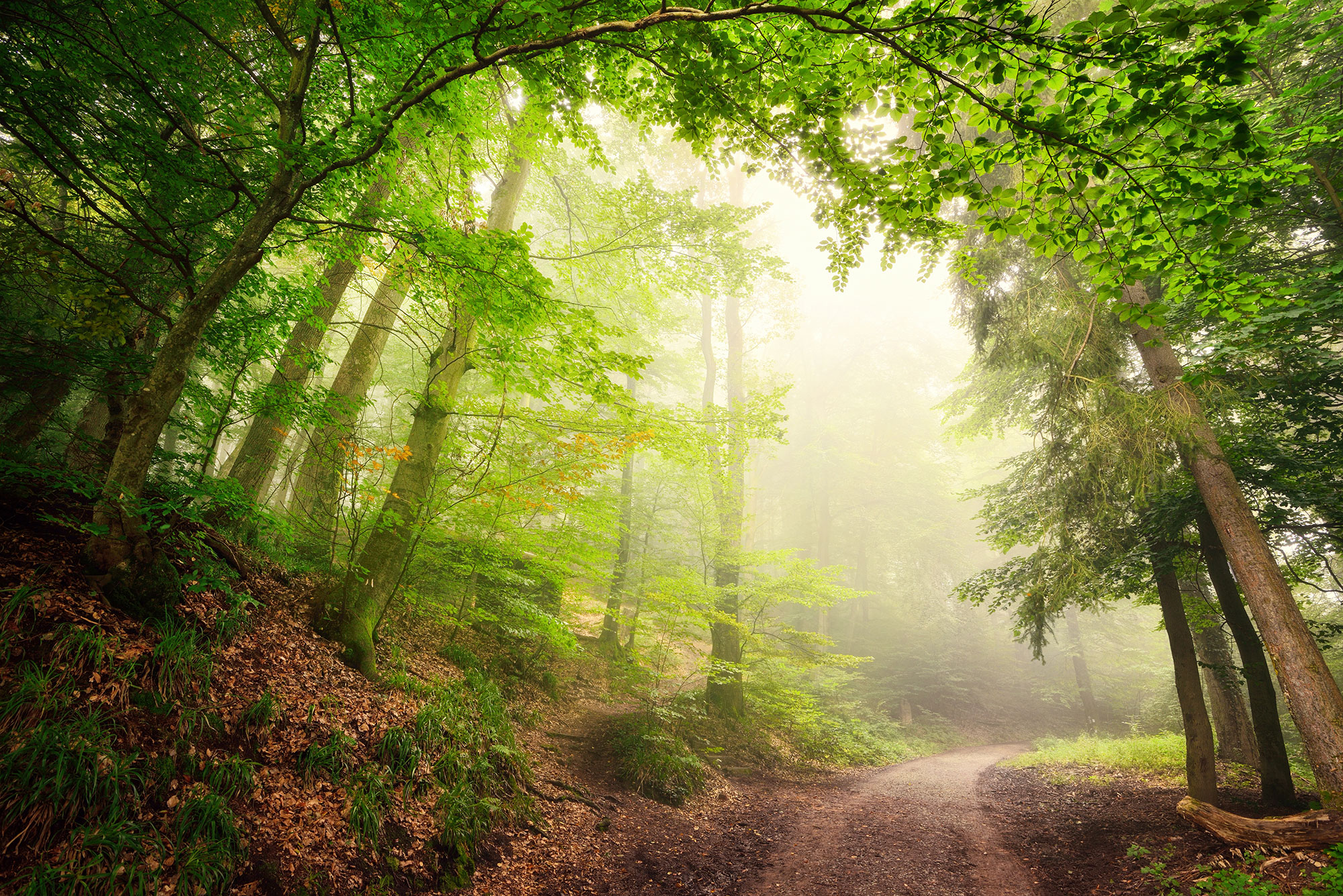 Wie viel Wald  gibt es in Deutschland  Zahlen und Fakten