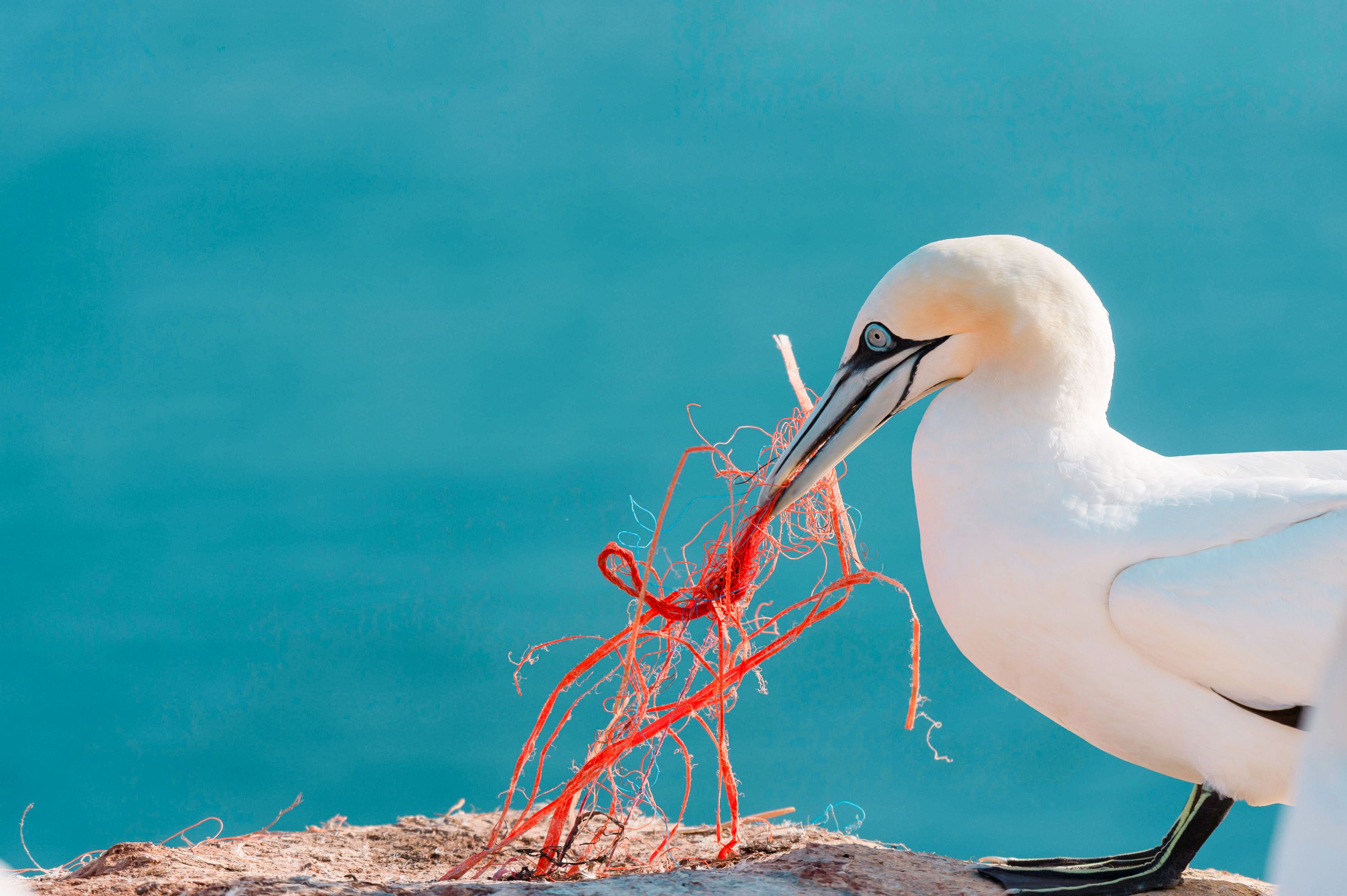 Freeing the ocean from garbage: initiatives