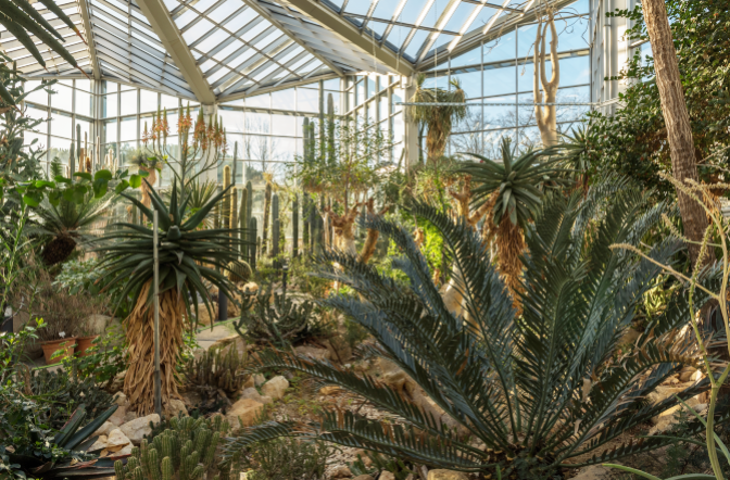 Palmiarnie w Niemczech