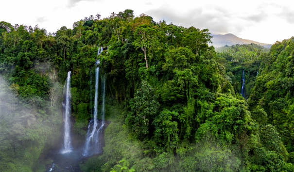 Germany contributes one billion euros for tropical forest fund