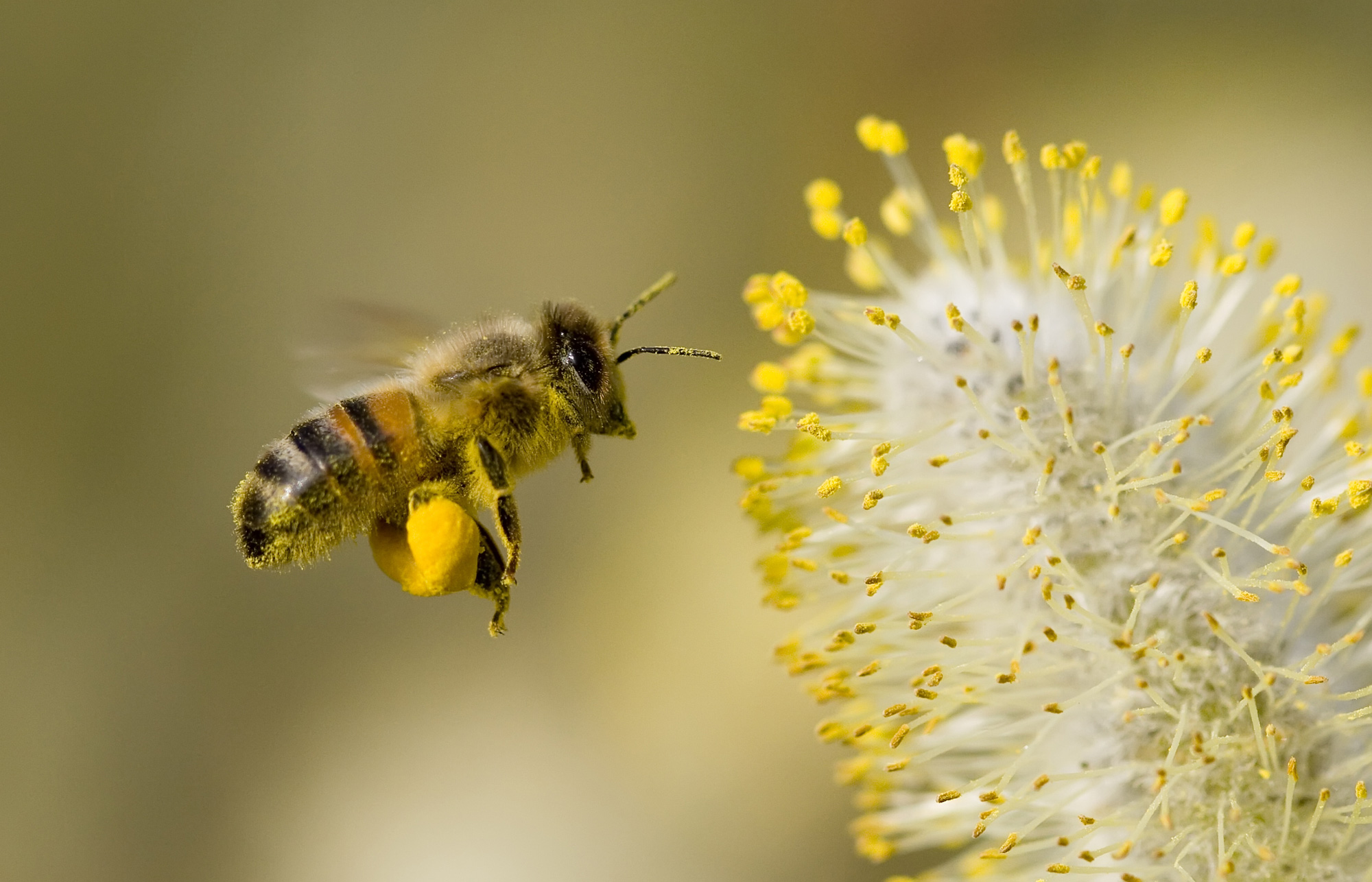 Какие пчелы превращают нектар в мед. Пчелиная пыльца (Bee pollen). Цветочная пыльца на пчеле. Пчела с пыльцой. Пыльца обножка.