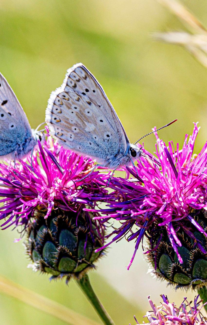 Bläulinge auf schwarzen Flockenblumen