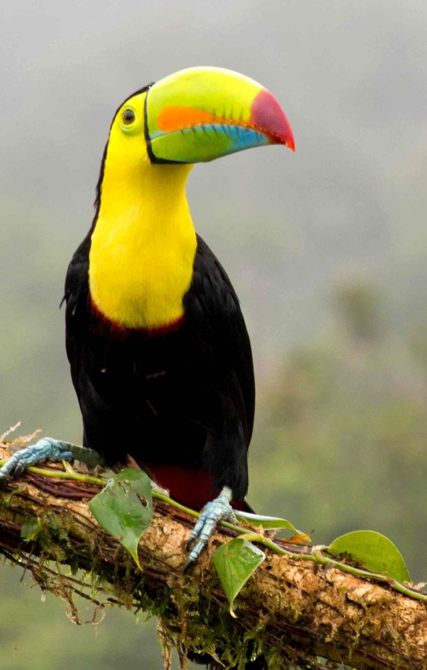 Bunte Artenvielfalt: Fischertukan im Regenwald von Costa Rica