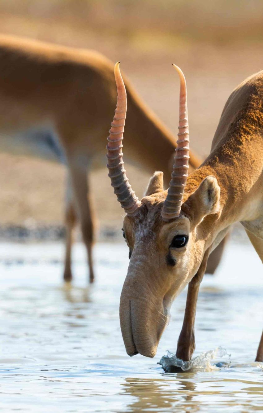 Was für eine Nase: die Saiga-Antilope in Kasachstan