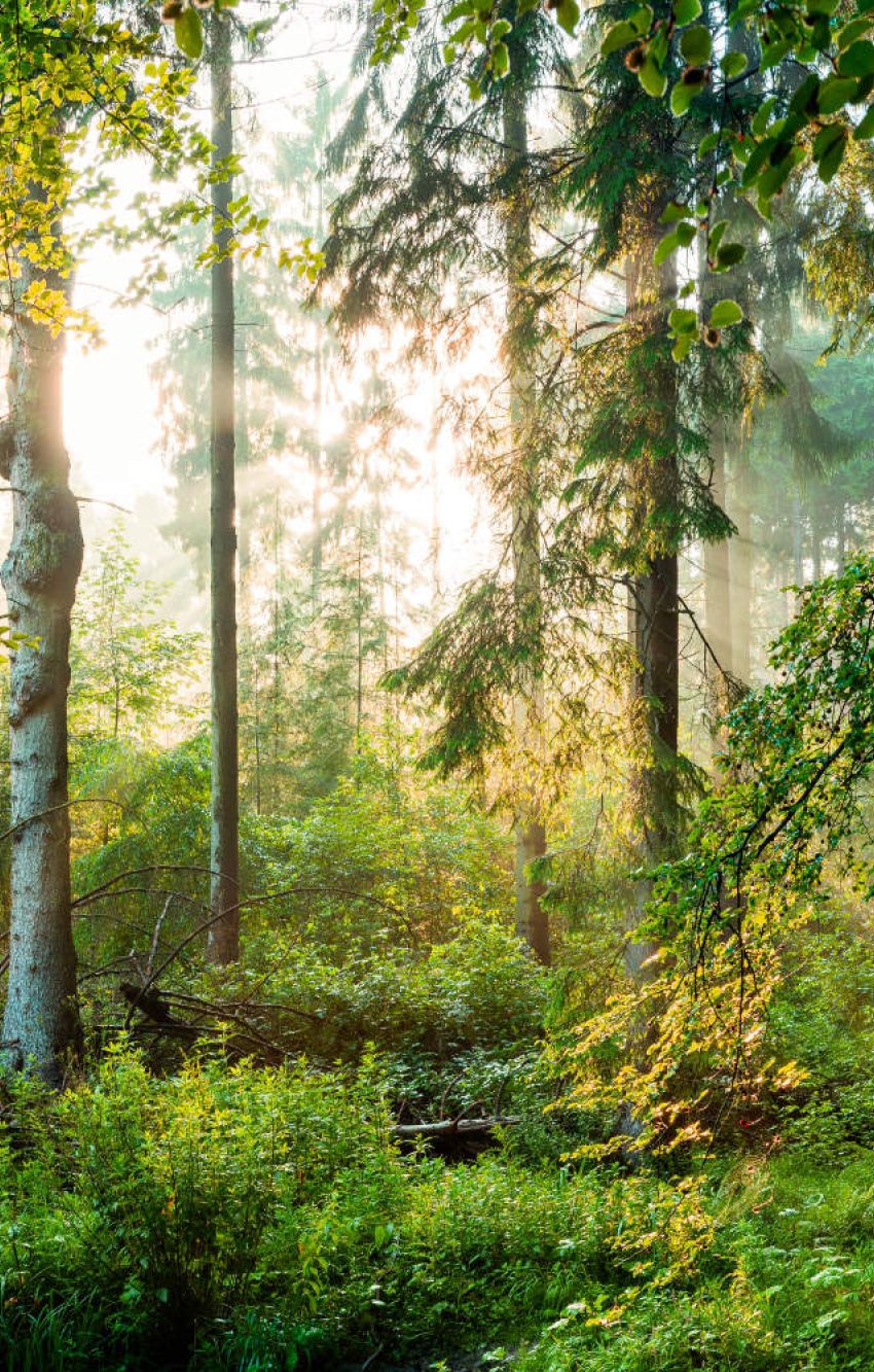 Naturnahe Mischwälder sind für den Klimawandel gewappnet. 