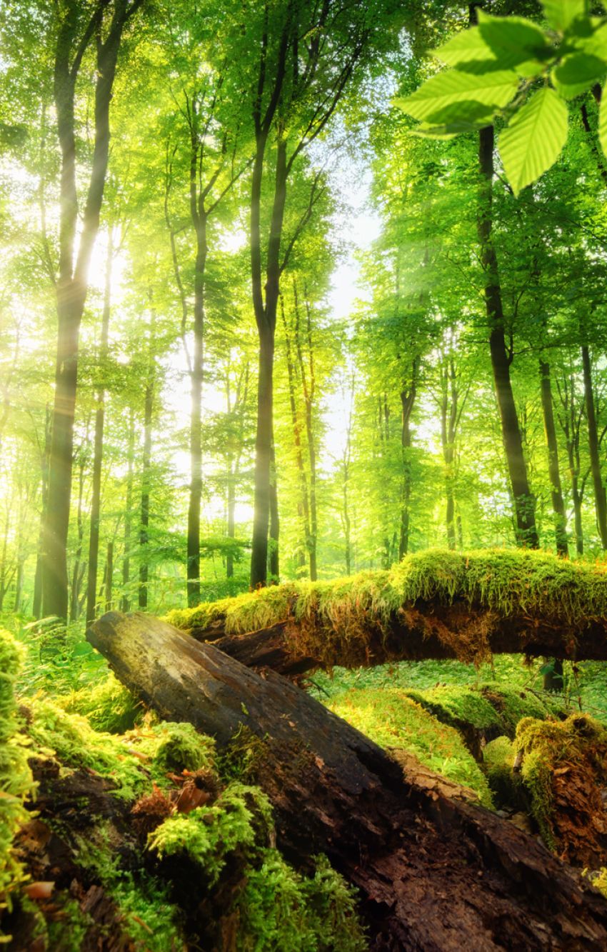 Der Wald ist Lebens- und Erholungsraum für Tier und Menschen