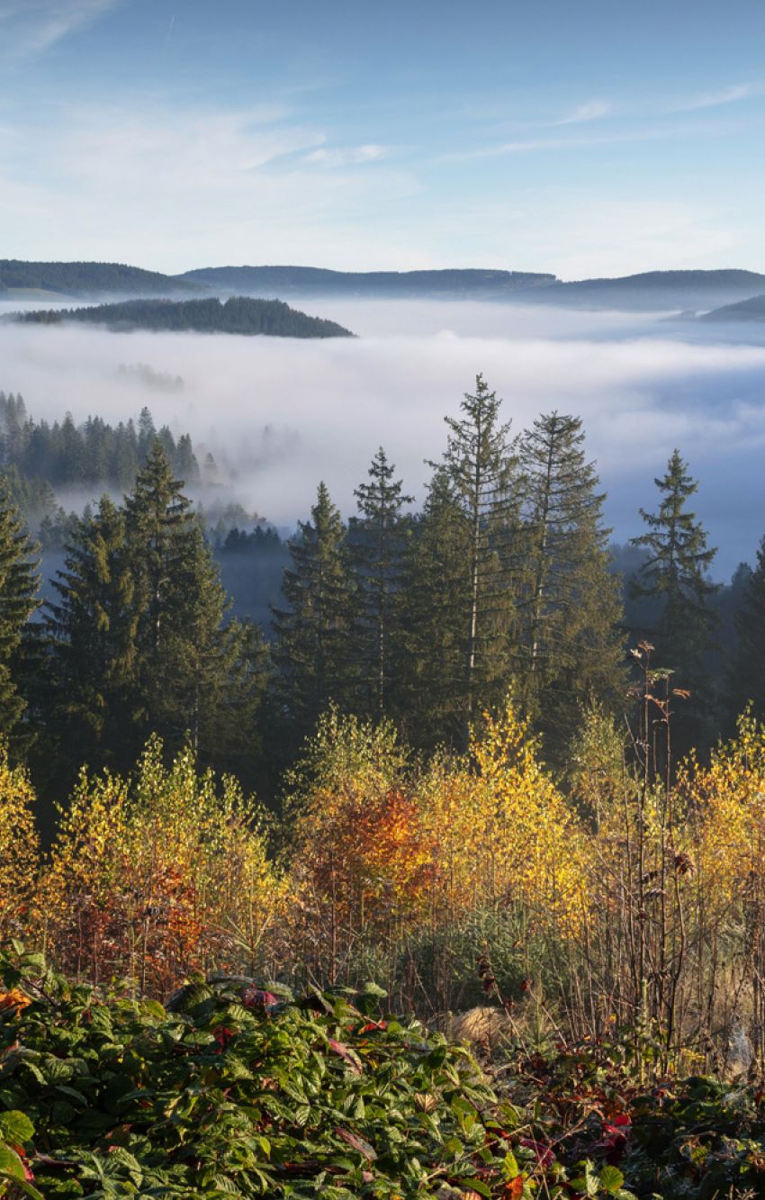 Verwunschen – emotionaler Blick auf den Schwarzwald