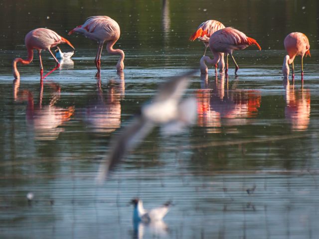 Fünf Flamingos in einem Teich