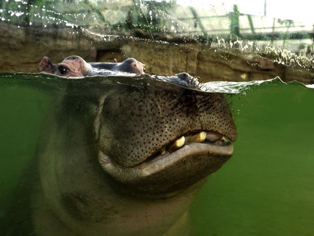 Ein Flusspferd im Kölner Zoo. Die Art ist weltweit gefährdet.