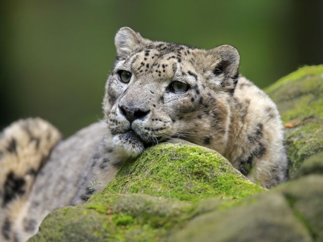 Der Schneeleopard zählt zu den am stärksten bedrohten Großkatzen der Erde. 