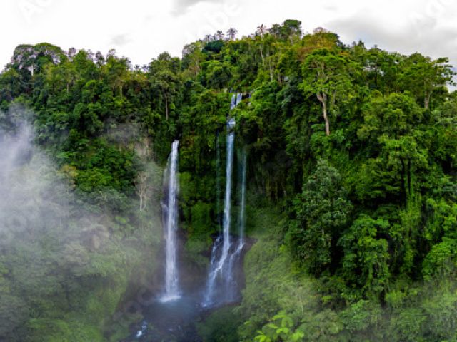 Regenwald in Indonesien 