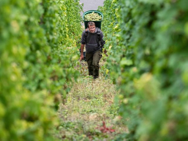 Handarbeit in extremer Steillage: Ein Erntehelfer trägt frisch gelesene Rieslingtrauben durch den Bremmer Calmont.