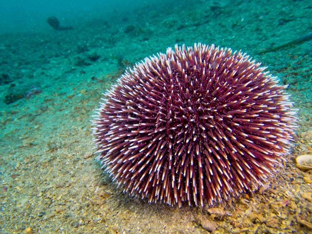 Seeigel spielen eine Schlüsselrolle im Ökosystem der Meere