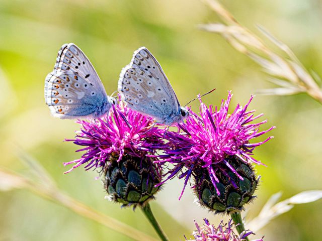 Bläulinge auf schwarzen Flockenblumen