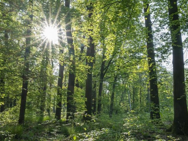 Laubmischwald in Thüringen 