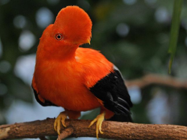 Der Rote Felsenhahn gehört zu den vielen Arten der Region Chocó in Ecuador.  