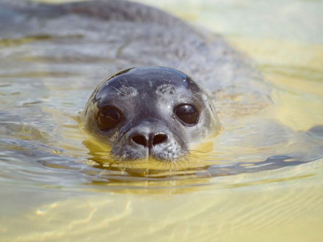 Giving seal pups a second chance at life: Germany’s Seal Sanctuary