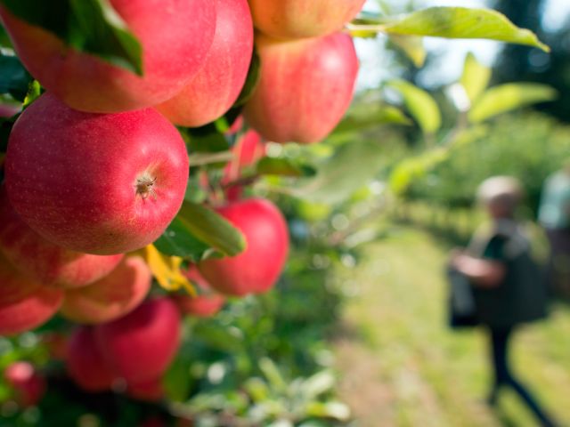 Genossenschaften: gemeinsam investieren, gemeinsam ernten.