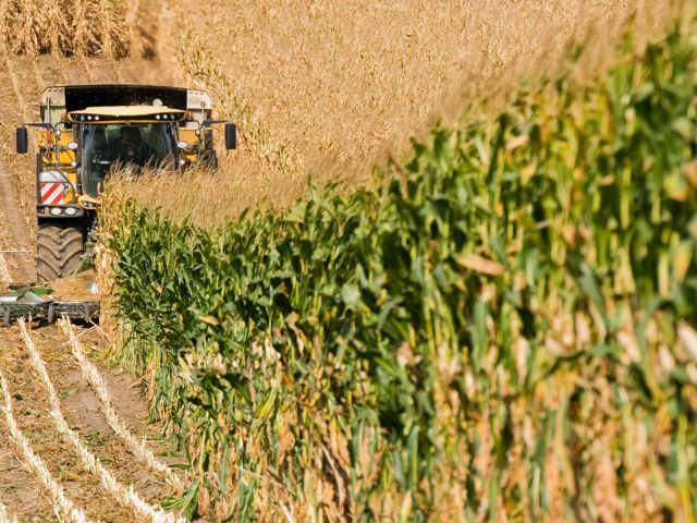 Vielfältiger nachwachsender Rohstoff: Mais wird geerntet.