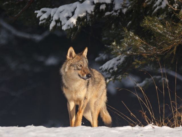 Eurasischer Grauwolf 