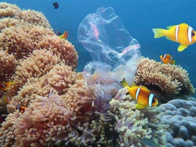 Plastikmüll im Meer 