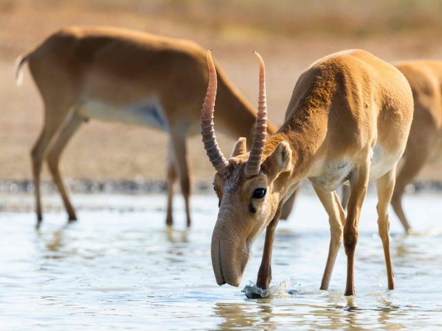 Was für eine Nase: die Saiga-Antilope in Kasachstan