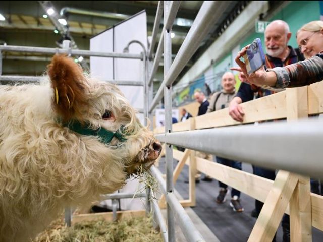 Bei der Grünen Woche gibt es auch zahlreiche Tiere zu sehen. 