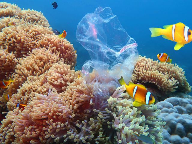 Falterfische, Korallen – und eine Plastiktüte