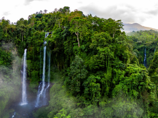 Regenwald in Indonesien 