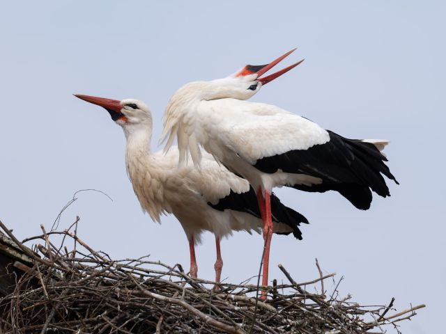 Zwei Störche im Nest 