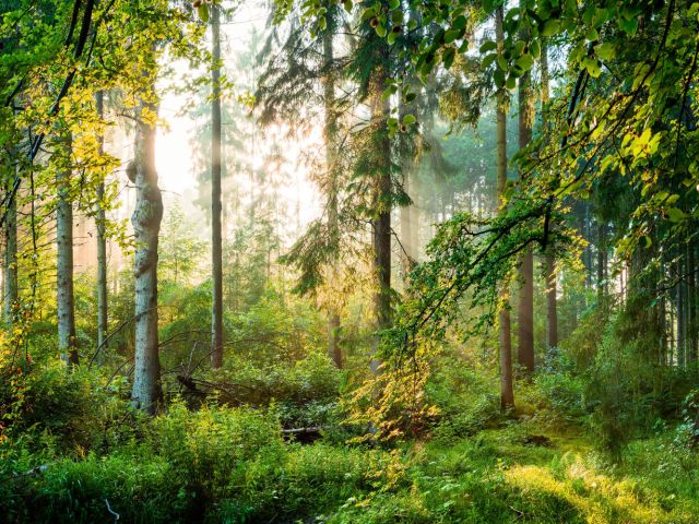 Naturnahe Mischwälder sind für den Klimawandel gewappnet. 