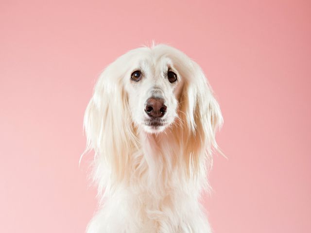 Ein weißer Hund.