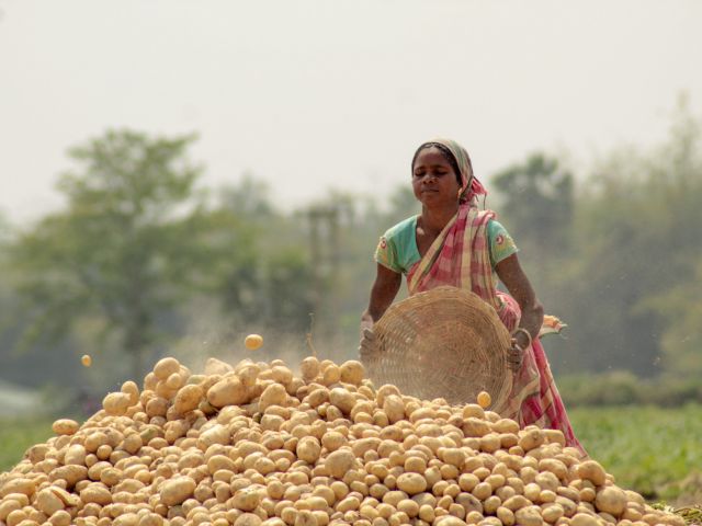 Kartoffelernte in Indien