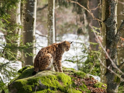Eurasian Lynx (Lynx Lynx) in the Bavarian Forest National Park (Nationalpark Bayerischer Wald)