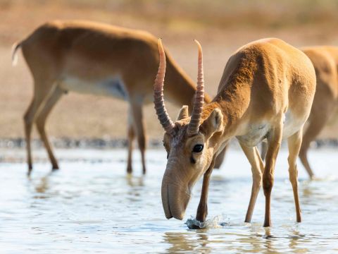 Was für eine Nase: die Saiga-Antilope in Kasachstan