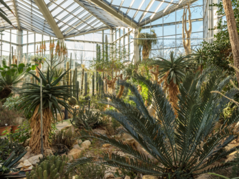 Der Palmengarten in Frankfurt am Main.